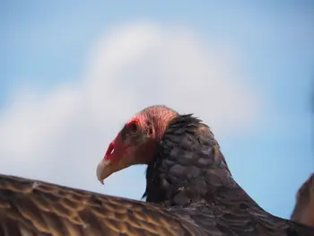 Roofvogelshow in Château de La Roche-en-Ardenne (België)